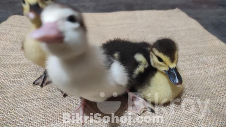 চিনা হাসের বাচ্চা